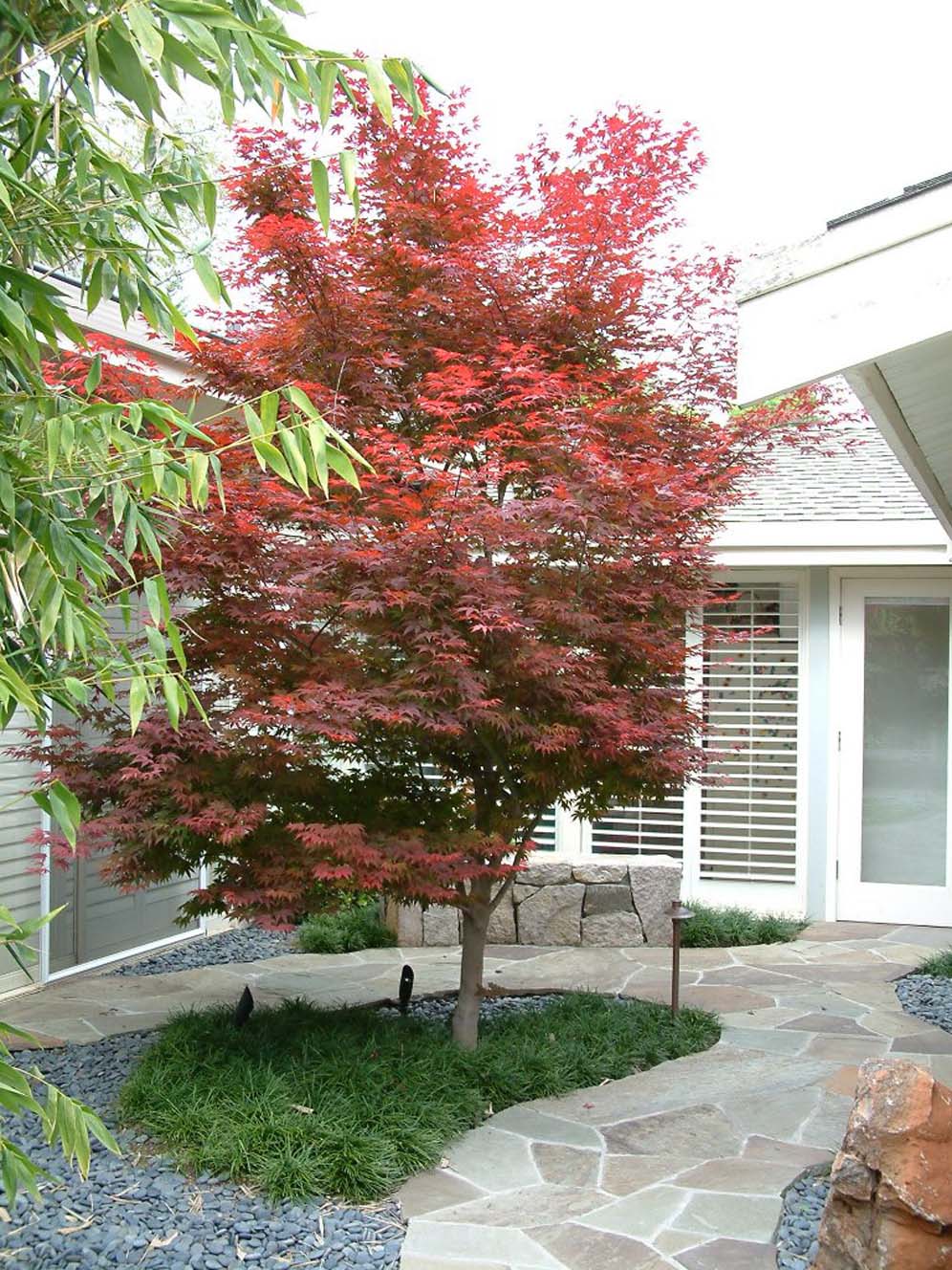 Japanese Maple Focal Point