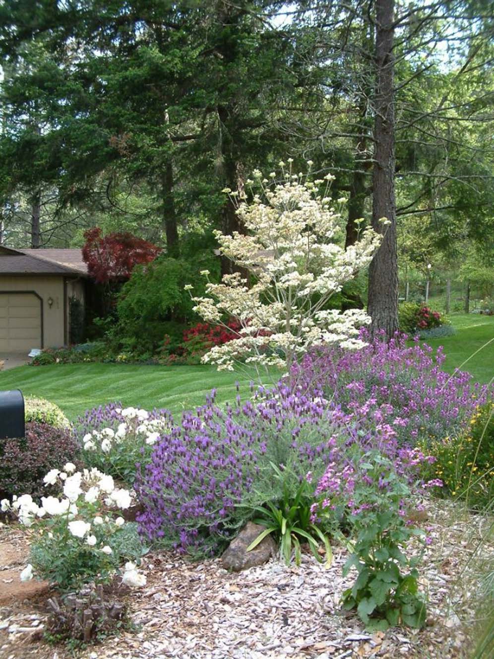 Lavender Shrub Border