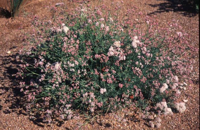 Plant photo of: Eriogonum fasciculatum var. poliofolium