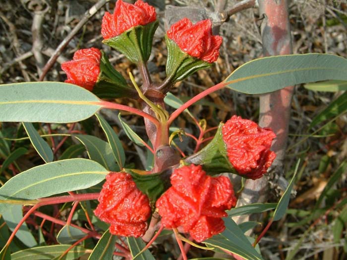 Red-Cap Gum