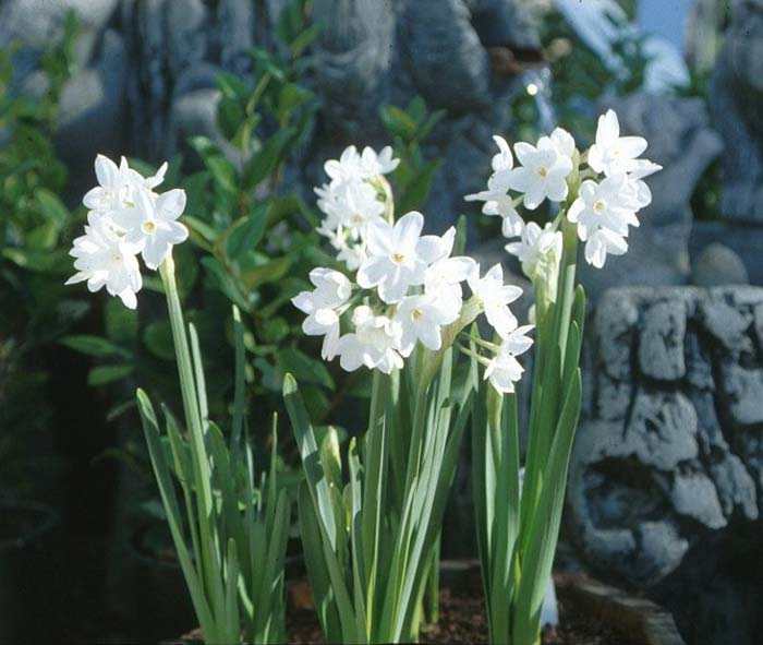 Narcissus  Assorted Varieties