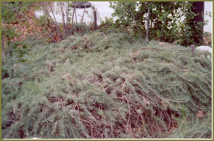 Artemisia californica 'Canyon Grey'