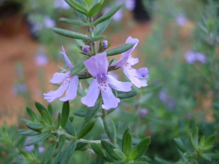 Plant photo of: Westringia 'Blue Gem'
