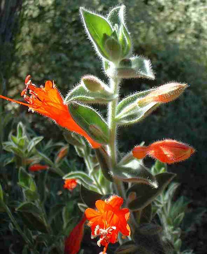 Zauschneria californica 'Ghostly Red'