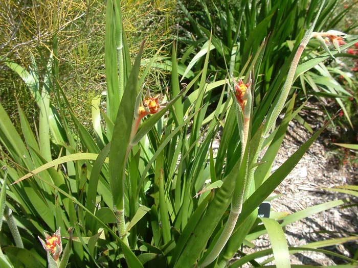 Plant photo of: Anigozanthos flavidus 'Harmony'