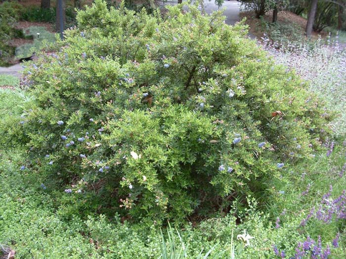 Plant photo of: Ceanothus 'Cynthia Postan'