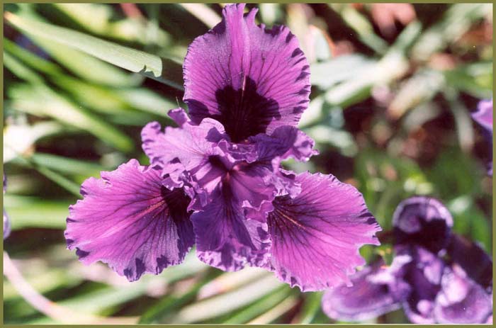 Iris Pacific Coast Hybrid 'Lavender'