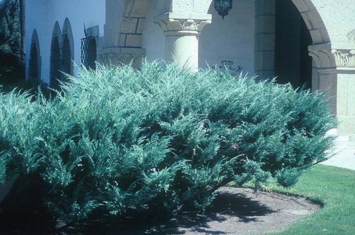 Plant photo of: Juniperus chinensis 'Pfitzerana Glauca'