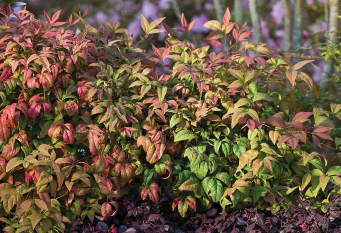 Plant photo of: Nandina domestica 'Blush Pink'