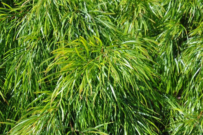 Plant photo of: Acacia cognata 'Cousin Itt'