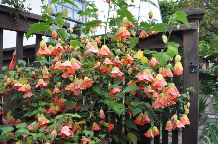 Apricot Flowering Maple