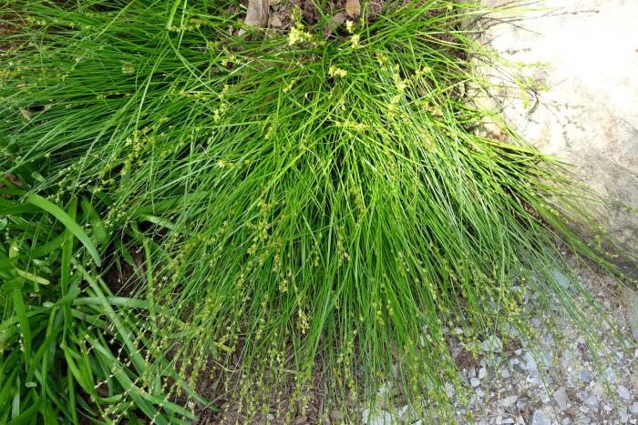 Plant photo of: Carex radiata