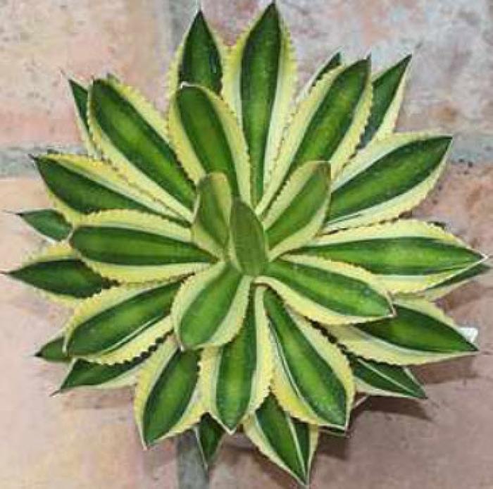 Plant photo of: Agave lophantha 'Quadricolor'