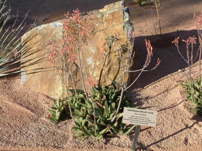 Plant photo of: Aloe variegata