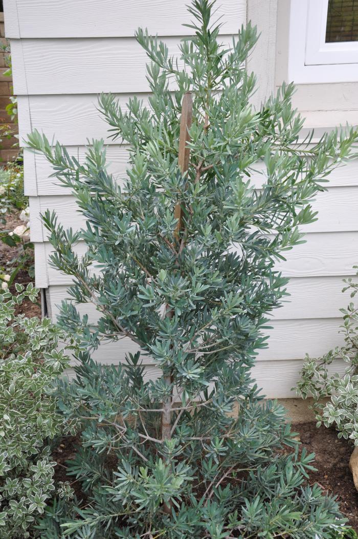 Icee Blue Yew Pine