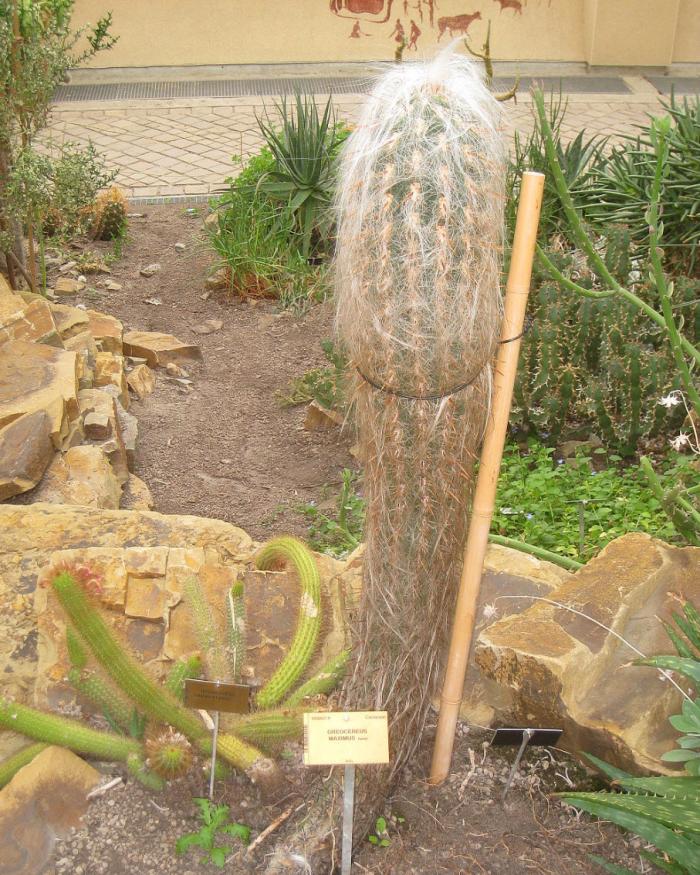 Plant photo of: Oreocereus celsianus