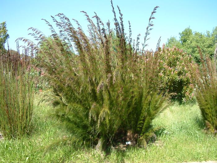 Plant photo of: Elegia capensis