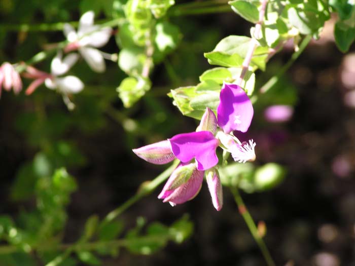 Plant photo of: Polygala dalmaisiana