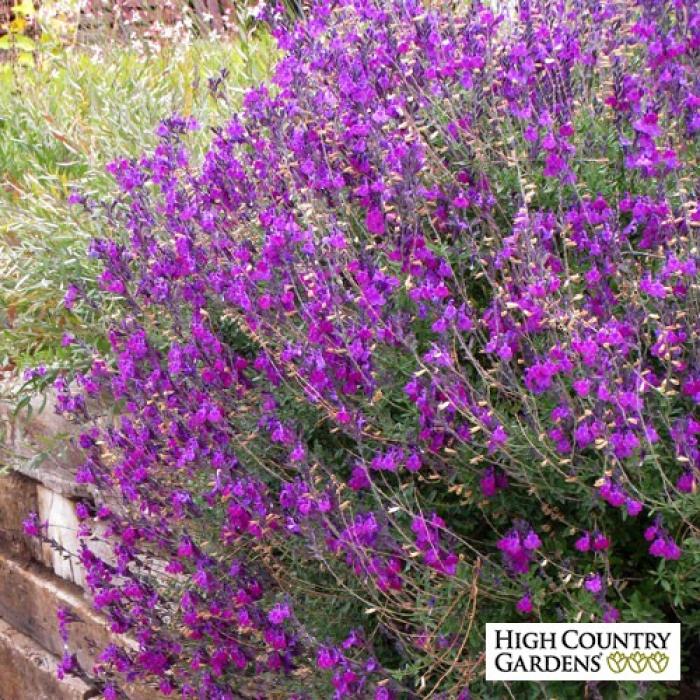 Ultra Violet Hybrid Sage