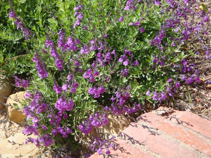 Plant photo of: Salvia 'Ultra Violet'