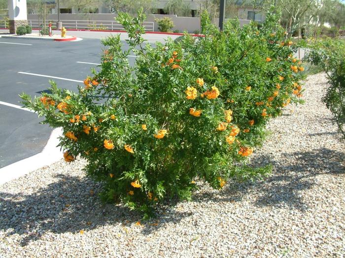Plant photo of: Tecoma X 'Orange Jubilee'