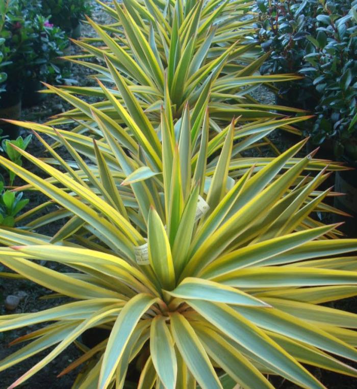 Plant photo of: Yucca 'Bright Star'