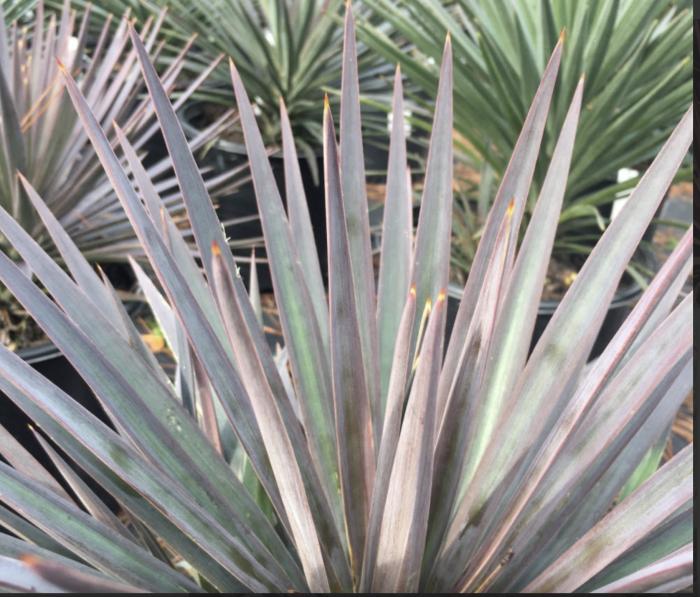 Plant photo of: Yucca aloifolia 'Magenta Magic'