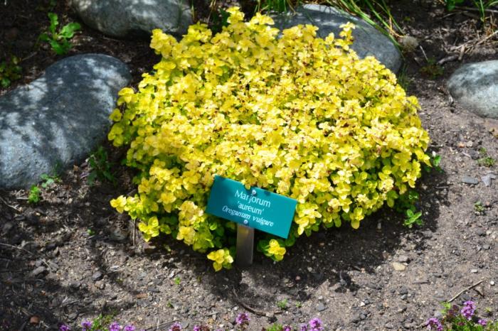 Plant photo of: Origanum vulgare 'Aureum'