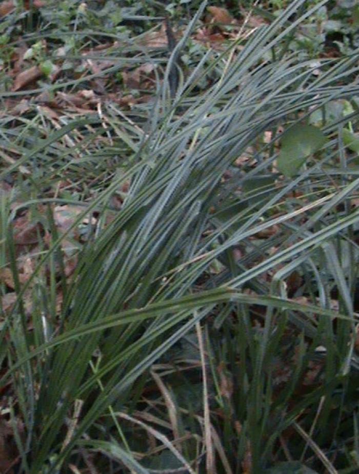 Plant photo of: Carex barbarae