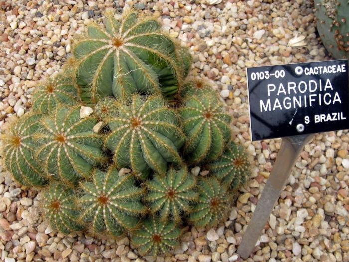 Plant photo of: Parodia magnifica
