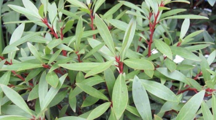 Plant photo of: Tasmannia lanceolata