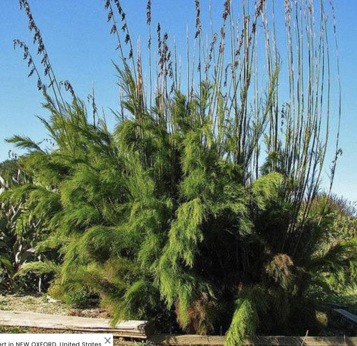 Plant photo of: Rhodocoma gigantea