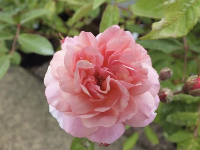 Plant photo of: Rosa 'Cornelia'