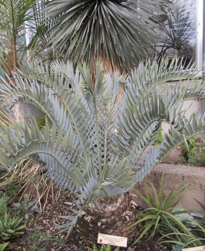 Plant photo of: Encephalartos horridus