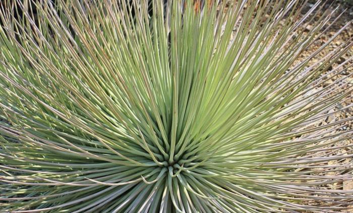 Plant photo of: Agave striata