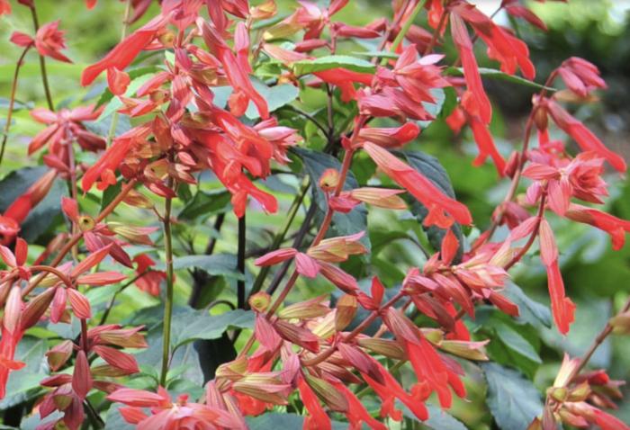 Salvia 'Ember Wishes'