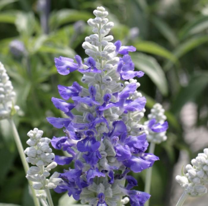 Plant photo of: Salvia 'Blue and White'