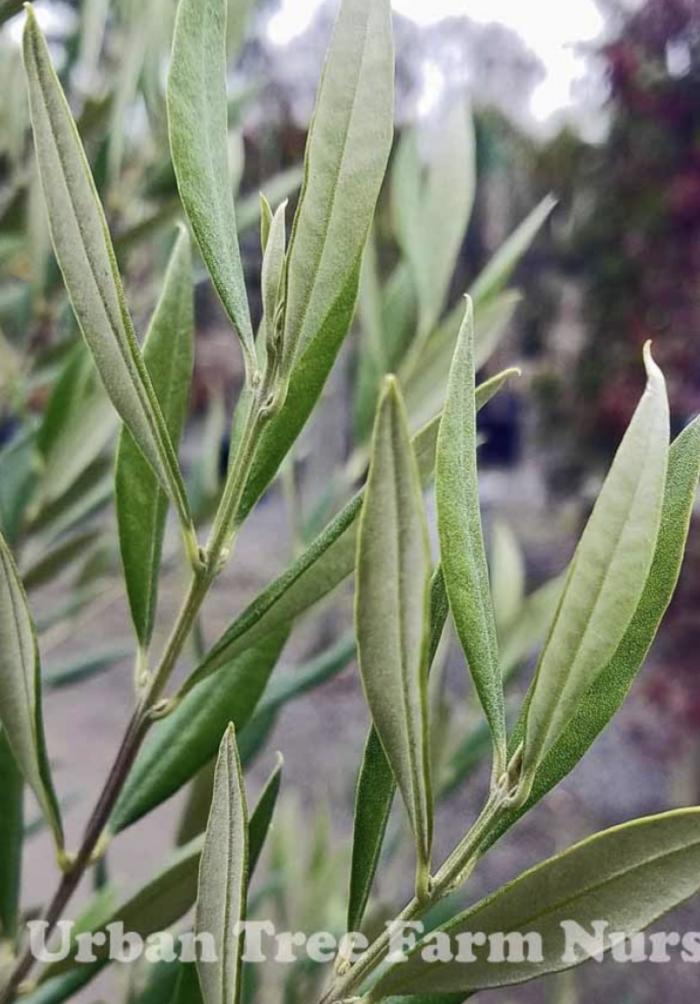 Plant photo of: Olea europaea 'Skylark Dwarf'