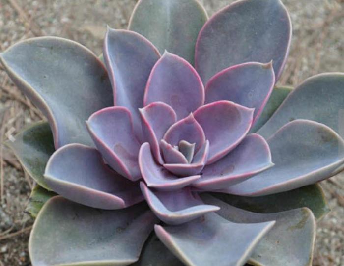 Plant photo of: Echeveria 'Perle Von Nurnberg'