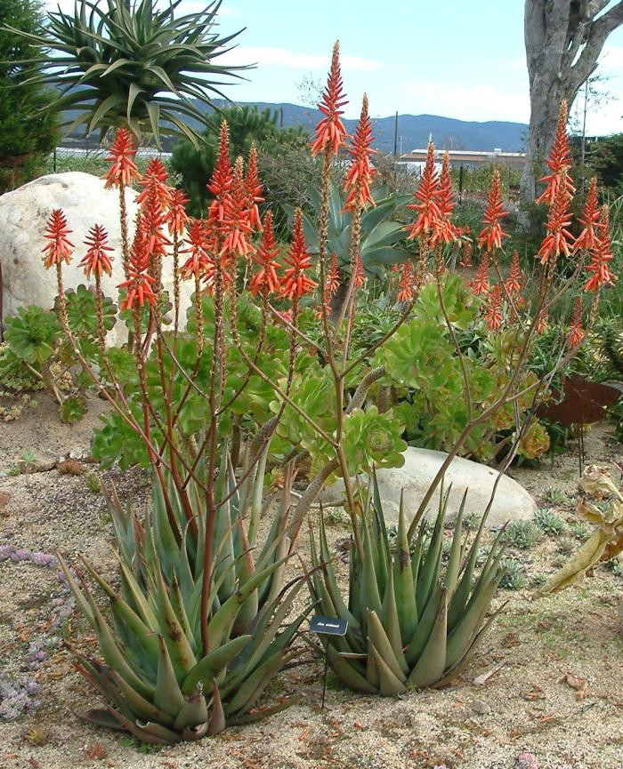Aloe wickensii