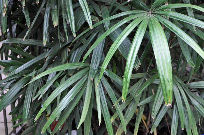 Plant photo of: Rhapis humilis