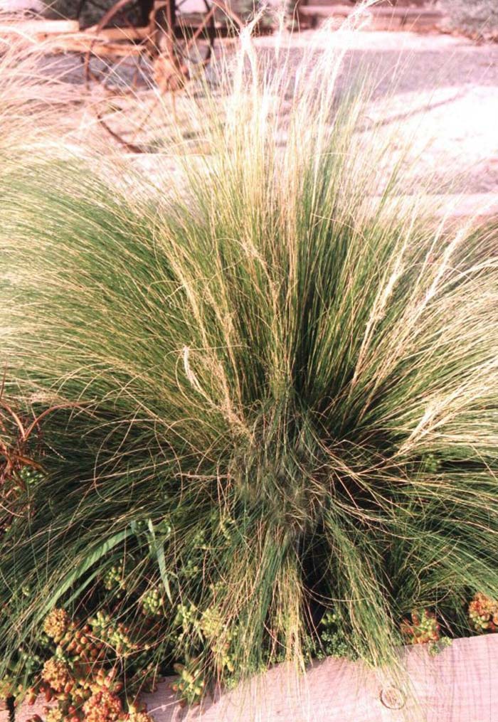 Giant Feather Grass, Golden Oats