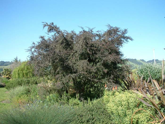 Acacia baileyana 'Purpurea'