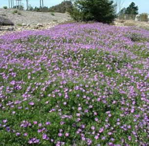 Low Water Ground Covers