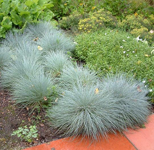 Lawn to Garden Ornamental Grasses