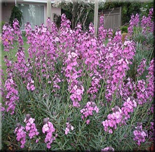 Low Water Shrubs