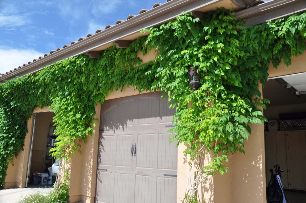 Vine Softens Exterior