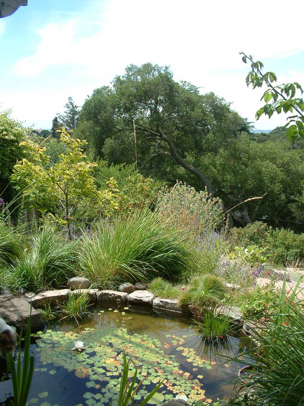 View Above the Pond