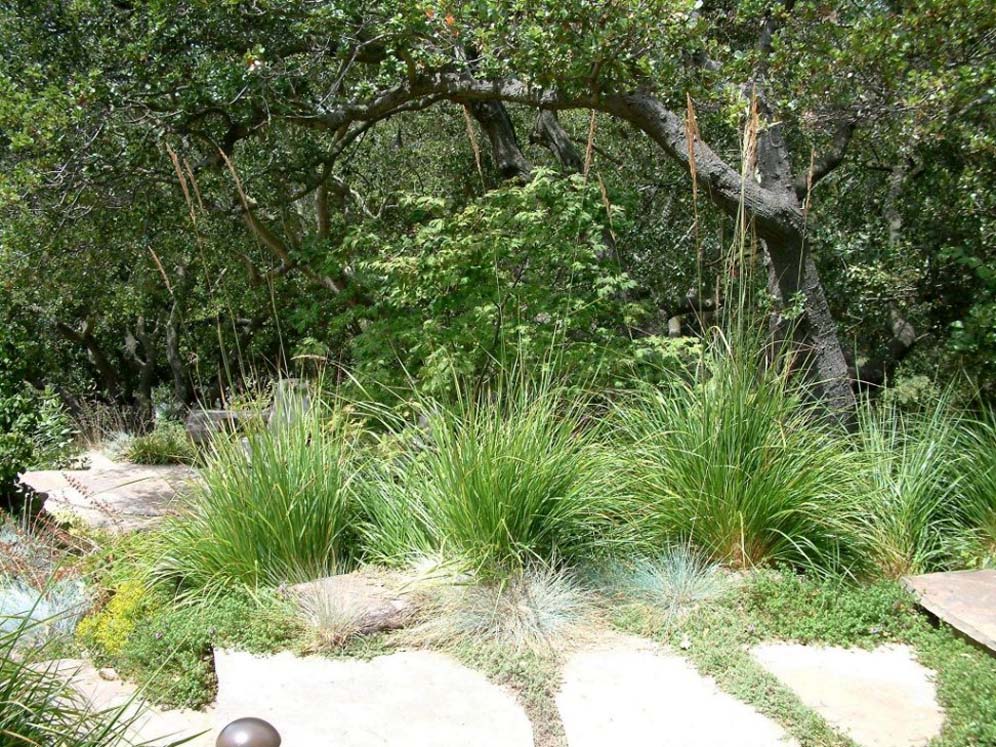 Steps Into the Forest