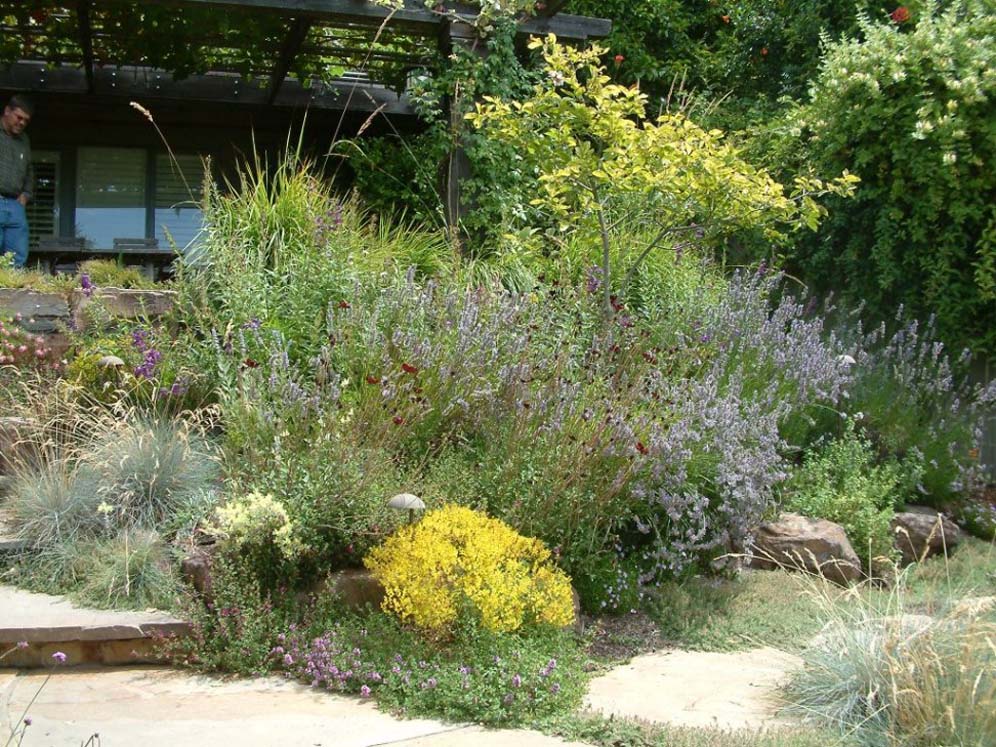 Lavendar with Yellow Spots
